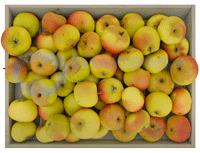 Poire-Botsi-small3