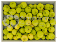 Poire-Botsi-small3