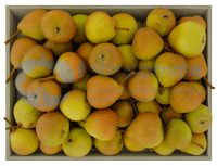 Poire-Botsi-small3