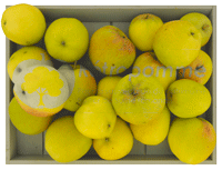 Poire-Botsi-small3