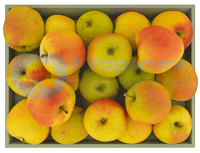 Poire-Botsi-small3