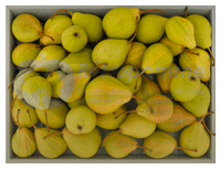 Poire-Botsi-small3