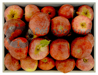 Poire-Botsi-small3