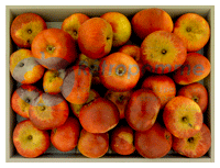 Poire-Botsi-small3