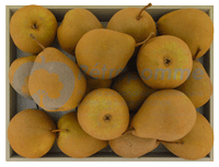 Poire-Botsi-small3