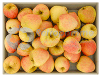 Poire-Botsi-small3