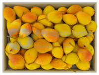 Poire-Botsi-small3