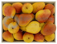 Poire-Botsi-small3