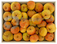 Poire-Botsi-small3
