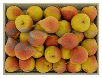 Poire-Botsi-small3