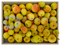 Poire-Botsi-small3