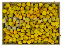 Poire-Botsi-small3