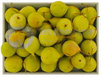 Poire-Botsi-small3