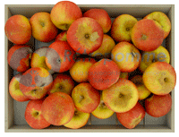 Poire-Botsi-small3
